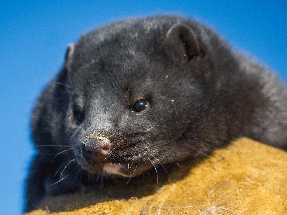 B.C. to phase out mink farming by 2025 due to risk of COVID19