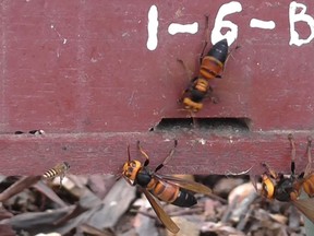 Giant 'murder' hornets attack a honey bee hive in Vietnam