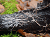 Rizomorph mycelial cord on dead wood. The public “is waking up to the importance of the mycelial underground to the health of our planet,” journalist Michael Pollan said.