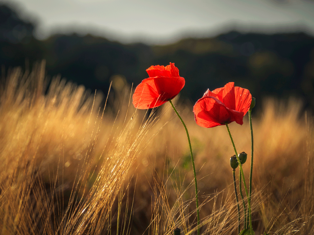 All about the poppy, Remembrance