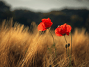 It was in July 1921 that the Great War Veterans’ Association, a Canadian veterans group, took up the poppy as a Remembrance Day symbol.