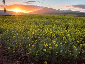 Canola fields