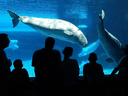Aktenfoto von Orca- und Beluga-Walen, die 2001 in der Nähe eines Aussichtsbereichs im Marineland in Niagara Falls schwimmen. Die Anti-Gefangenschaftsgesetzgebung der Bundesregierung von 2019 machte es für Delfine und Wale zu einer Straftat.