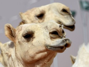 Camels are seen during a beauty contest as part of the annual King Abdulaziz Camel Festival in Rumah, some 160 kilometres east of Riyadh, on January 19, 2018.