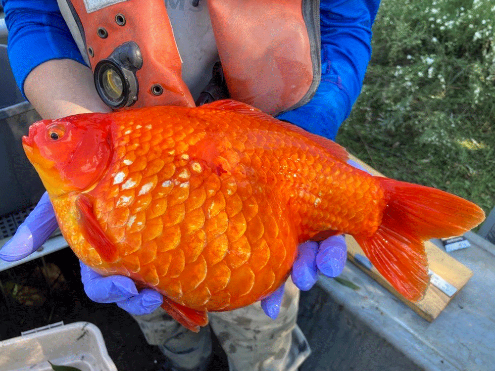 Goldfish 2 