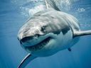Fast fünf Jahrzehnte nach Jaws haben Weiße Haie weiterhin unsere Psyche fest im Griff.