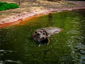 A hippo that has recently tested positive for COVID-19 is seen at Antwerp Zoo, amid the coronavirus disease (COVID-19) pandemic, in this handout photo dated Summer 2021.