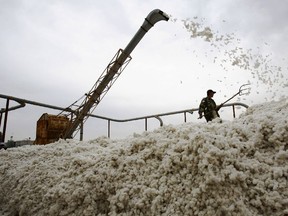 A worker labours on a cotton stack on in Shihezi of Xinjiang Uygur Autonomous Region, China, in 2007.