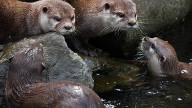 Otters are not the cute critters they seem, after a man claimed he was the victim of a severe attack by the animals during a morning walk.
