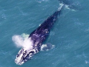 A January 15, 2011 handout photo of a North Atlantic right whale off the coast of Cape Canaveral, Fla.