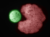 A parent xenobot (red) with its spherical offspring (green).