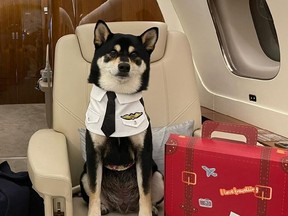 Caviar flew from Hong Kong to the UK on a Dog Express jet in December and the pet travel company has three private jet flights scheduled in the coming months. Credit: Dog Express