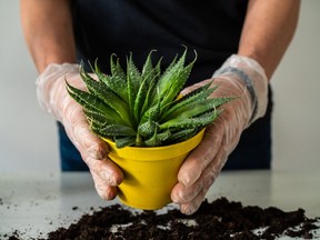 Join the plant-demic and grow your garden indoors.