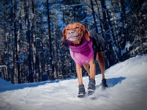 Get your dog ready for the great Canadian winter.