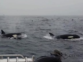 It was previously thought that in order to take down a blue whale, male orcas had to actively participate. The recent attacks demonstrate that female-led efforts could be successful.