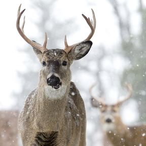 It looks like Canada’s deer are getting COVID-19 too. Environment Canada just found the virus in five white-tailed deer in southwestern Ontario, adding to reports of similarly infected deer in Quebec and Saskatchewan.