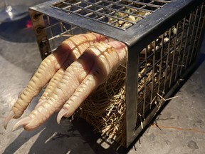 Alchemist’s Cage-Free Chicken Leg features tamarind, lemongrass, fjord shrimp, garlic, ginger and crispy-crumbled teriyaki chicken skin.