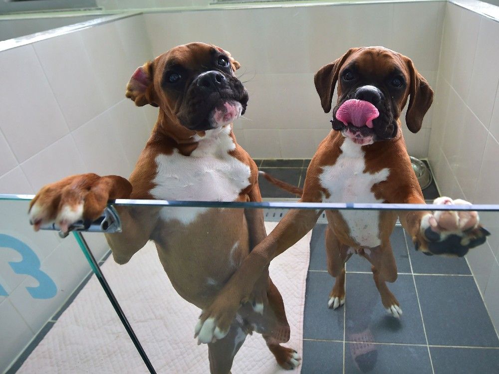 This picture taken on June 29, 2016 shows cloned dogs in a glass-fronted pen at a care room of the Sooam Biotech Research Foundation, a world leader in pet cloning, in Seoul. Pet cloning is now becoming popular among Instagram influencers.