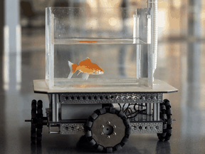 A goldfish navigates on land using a fish-operated vehicle developed by a research team at Ben-Gurion University in Beersheba, Israel, January 6, 2022.
