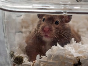 A two-year-old hamster named "Ring" is safe on January 19, 2022, with a member of an online hamster community who has volunteered to foster abandoned small animals in light of government instructions for pet owners to give up recently purchased hamsters, chinchillas, rabbits and guinea pigs for culling.