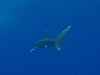 An oceanic whitetip shark swims off the coast of Marsa Alam in the Egyptian Red Sea. The species is designated as endangered.