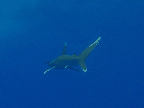 An oceanic whitetip shark swims off the coast of Marsa Alam in the Egyptian Red Sea. The species is designated as endangered.