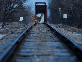 Ein Reh steht auf Eisenbahnschienen nahe der kanadisch-amerikanischen Grenze in Emerson, Manitoba.
