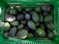 Avocados are pictured in a crate in San Isidro orchard in Uruapan, in Michoacan state, Mexico, January 31, 2017.