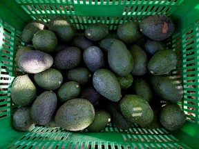 Mỹ đình chỉ các lô hàng bơ Mexico vì lý do an ninh 3 Hình ảnh những quả bơ trong thùng ở vườn cây ăn quả San Isidro ở Uruapan, thuộc bang Michoacan, Mexico, ngày 31 tháng 1 năm 2017.