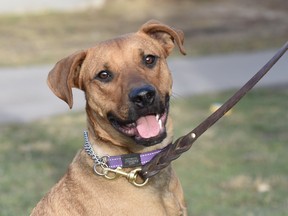 Gumaro was one of the dogs up for adoption at the Toronto Humane Society on Tuesday July 21, 2020.