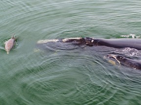 A right whale mother and calf and a curious dolphin in the North Atlantic.