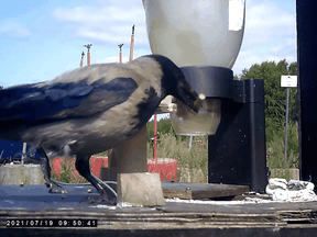 A crow is trained to pick up cigarette butts in Taby, near Stockholm, Sweden, in this screengrab taken from video Februay 1, 2022.