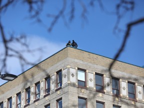 Zwei Beobachter beobachten, wie die Polizei am Freitag Demonstranten des Freedom Convoy und ihre Unterstützer aus der Innenstadt von Ottawa vertreibt.