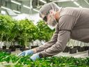 Seven Leaf wurde 2013 gegründet und die ersten Produkte von Seven Leaf wurden letztes Jahr vom Ontario Cannabis Store unter der Marke SEV7N gelistet.