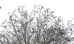Plenty of buyers would love sharing a property with thousands of crows, but it’s good to know.