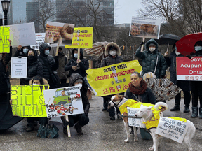 Traditional Chinese medicine practitioners and students protest at Ontario’s legislature in Toronto on Monday, March 7, 2022 over a provincial government plan to deregulate their profession. The government later announced it would scrap the plan.