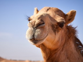 A male camel in rutting season is not to be tampered with.