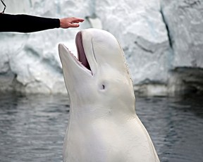 Ein Beluga-Wal greift nach der Hand ihres Trainers.  Belugas sind sehr gesellige Säugetiere, die typischerweise in Schwärmen von Hunderten leben.