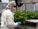 Ein Arbeiter bringt die Pflanzen von Nicotiana benthamiana in die Infiltrationsmaschine im Gewächshaus von Medicago in Quebec City.