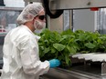 A worker puts the Nicotiana benthamiana plants in the infiltration machine at Medicago's greenhouse in Quebec City.
