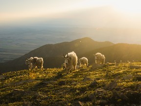 Keep your eyes open for mountain goats in the Beartooth Mountains. Montana comes alive with majestic wildlife.