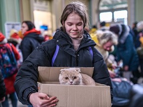 Ein junges ukrainisches Mädchen aus Kiew trägt ihre Katze durch eine provisorische Flüchtlingsunterkunft in Przemysl, Polen.  Sie hatte keine richtige Trage, also improvisierte sie mit einem Karton.  Die Notunterkunft wurde in aller Eile in einem ehemaligen Einkaufszentrum eingerichtet, um den Tausenden von ukrainischen Flüchtlingen, die die Grenze im nahe gelegenen Medyka überqueren, Essen und einen warmen Schlafplatz zu bieten.  (Foto: Milos Bicanski/We Animals Media)