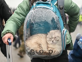 Eine Katze schläft in einem transparenten Rucksack, der für den Transport von Haustieren gemacht ist, während ihr menschlicher Vormund an der polnisch-ukrainischen Grenze wartet.  (Foto: Milos Bicanski/We Animals Media)