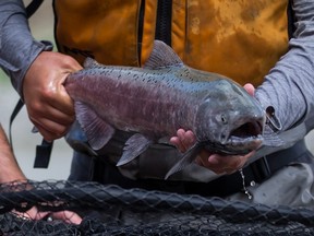 A salmon about to be placed in a vessel to be lifted by a helicopter and transported up the Fraser River past a massive rock slide near Big Bar, west of Clinton, B.C., on Wednesday July 24, 2019.