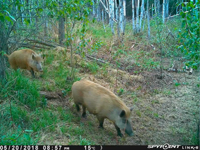 Wild pigs captured by a trail camera near Barrhead.