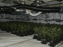 Police find illegal cannabis grow 2,000 plants strong in old building. / PHOTO BY MERSEYSIDE POLICE