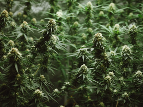Un projet de loi approuvé par un comité sénatorial de l'Alabama stipule que les médecins ne peuvent pas recommander le cannabis médical aux patientes