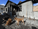 Cerca del pueblo de Horenka en Ucrania, perros callejeros se reúnen entre los escombros de una casa abandonada y dañada por los proyectiles.