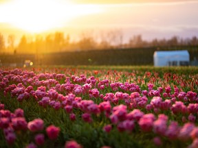 You know spring has sprung when flower growers start to showcase their beautiful finds and festivals bloom in the Willamette Valley.