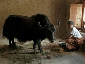 As advertised: Norbu the yak and Sherab Dorji in the classroom.